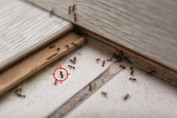 Best Affordable Pest Control Services  in Prunedale, CA