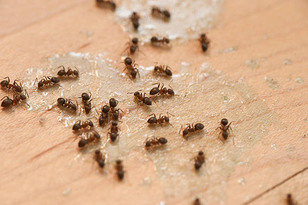 Best Pest Removal Services  in Prunedale, CA