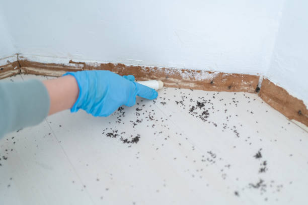 Professional Pest Control in Prunedale, CA